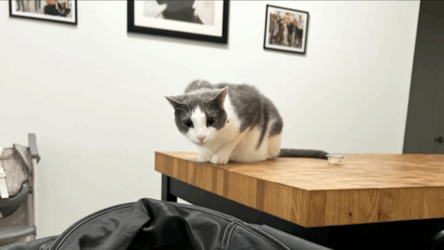 California Stray Kitten Boldly Joins Dog Walk and Finds a Forever Family