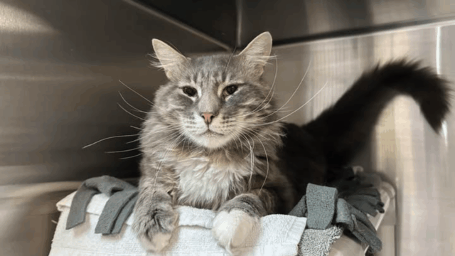 Cat Returned to California Shelter for One Heartbreaking Reason: She’s ‘Too Needy