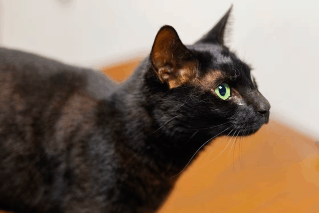 Cat Returns Home to Family After Weeks at Boston Airport