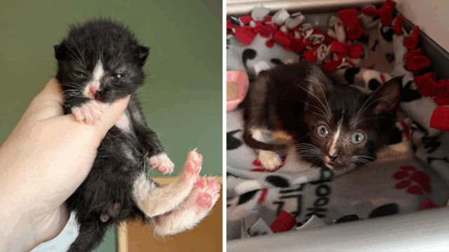 Chicago Rescuer Brings Hope and Happiness to Crying Kittens