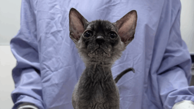 Chicago Shelter Stunned by Naked Kitten Who Stands Out From Her Siblings