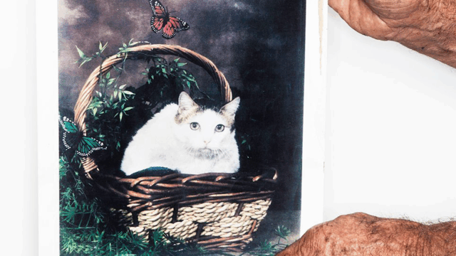 Creme Puff from Texas Sets Record as the Oldest Cat Ever Known