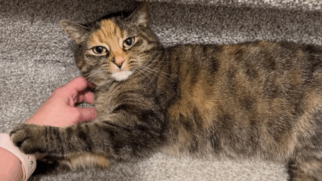 Family From Atlantic City Rescues Torbie Cat and Quickly Learns She’s Full of Surprises