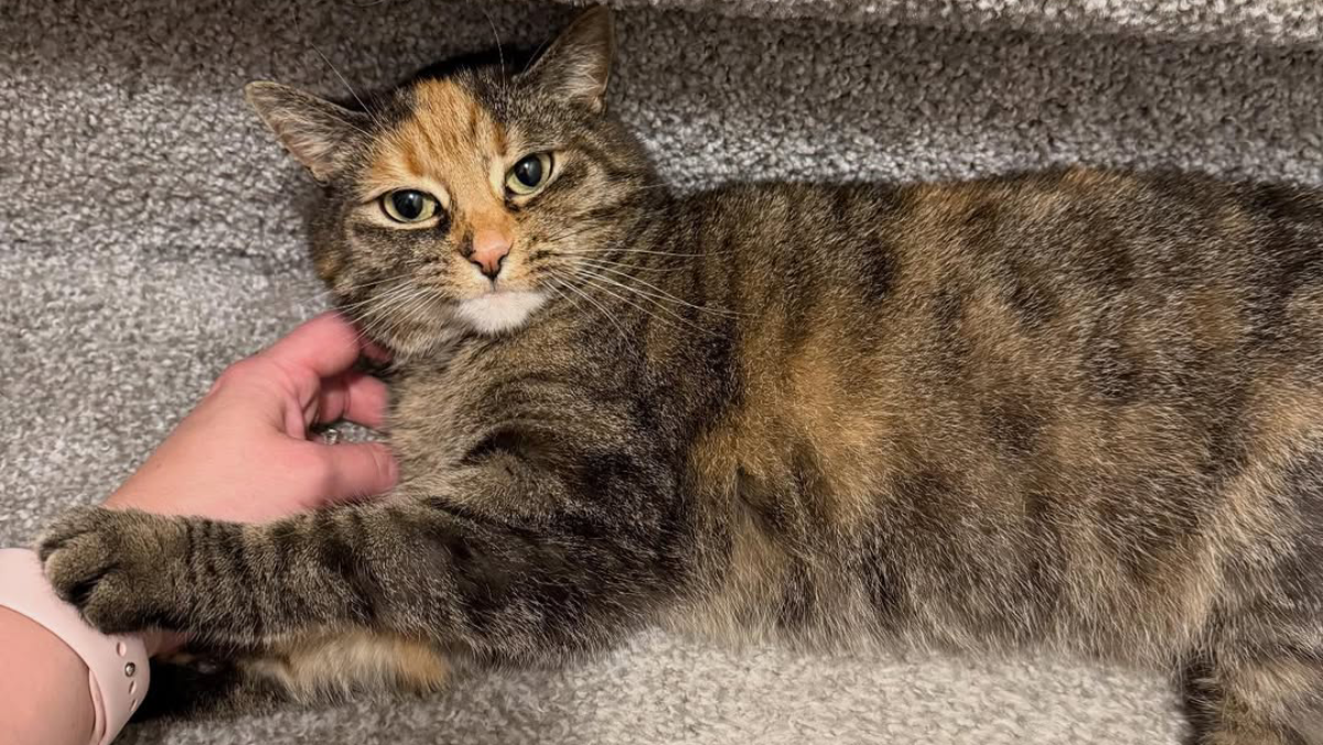 Family From Atlantic City Rescues Torbie Cat and Quickly Learns She’s Full of Surprises