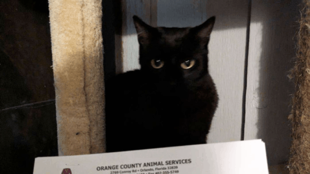 Florida Cat Returned to Shelter for Being Too Talkative Gets Adopted in Just 24 Hours
