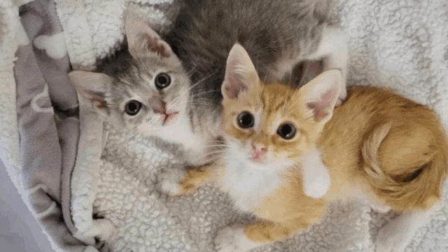 Florida Kitten Overcomes Heartbreak by Bonding With an Orphaned Friend