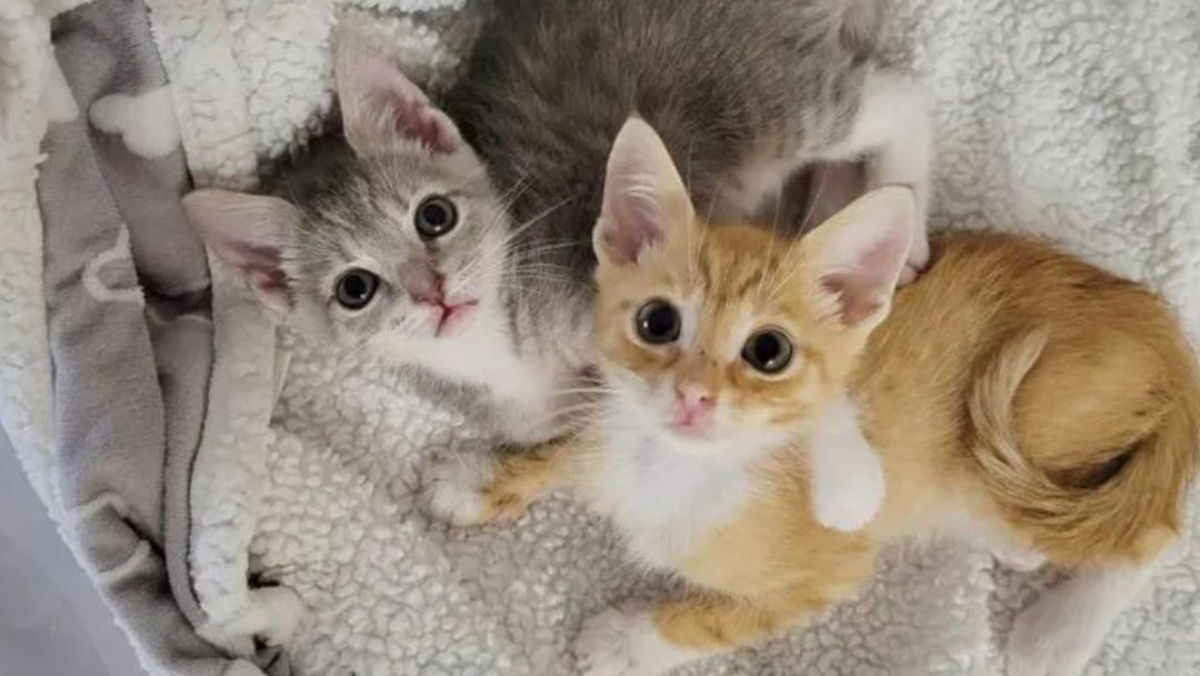 Florida Kitten Overcomes Heartbreak by Bonding With an Orphaned Friend