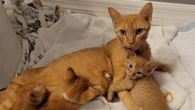 Florida Rescue Story: Woman Takes in Cat and Five Orange Kittens, Giving Them a New Beginning