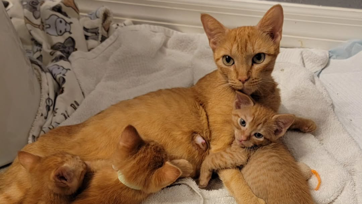 Florida Rescue Story: Woman Takes in Cat and Five Orange Kittens, Giving Them a New Beginning