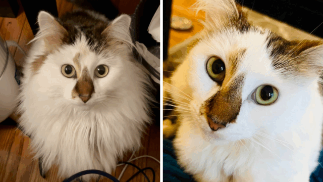 Florida Shelter Cat Hides From New Owner—Then a Heartwarming Change Happens