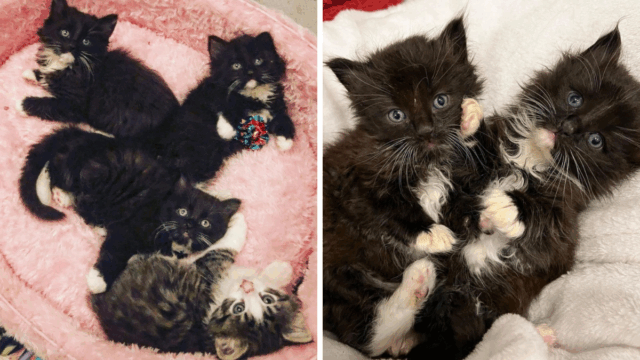 Four Shivering Kittens Left Alone in Portland Wait for a Hero’s Rescue