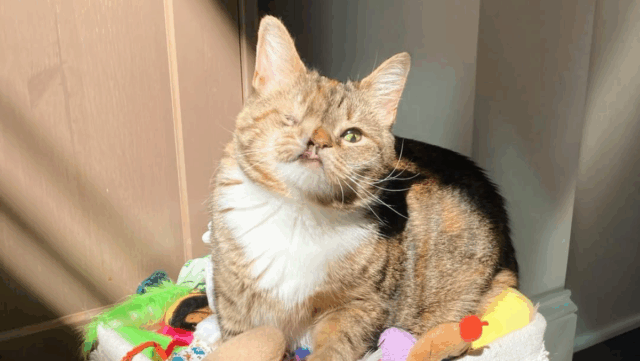 From Ohio Streets to Stardom: Meet Princess P, the One-Eyed, Snaggletoothed Wonder