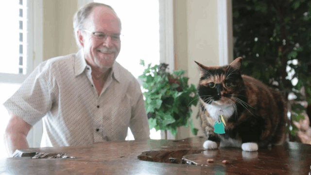 Heroic Cat Bandit Stops Armed Robbery in Mississippi Home