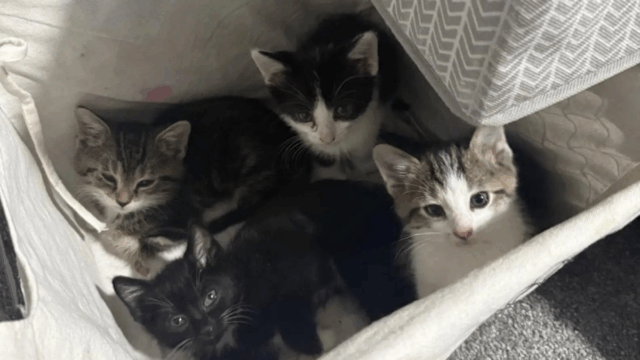 Heroic Ohio Woman Rescues Seven Tiny Kitties Trapped in Garden Drain