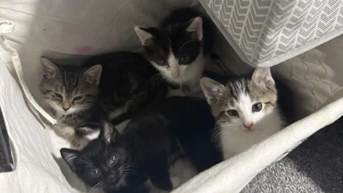 Heroic Ohio Woman Rescues Seven Tiny Kitties Trapped in Garden Drain