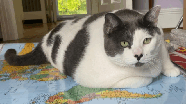 How a Virginia Shelter Chose a Forever Family for Patches, the “Gloriously Gluttonous” Cat