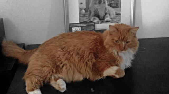 How an Adopted Cat From Wisconsin Became a Real-Life Hero for His Owner