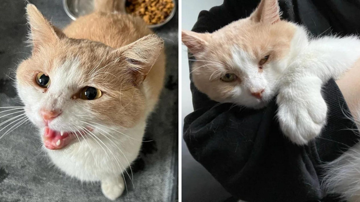 Hungry Stray in Detroit Follows Instincts Straight to a Loving Shelter