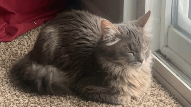 In Indiana, Shelter Cat Reunites With the Face She Thought She’d Never See Again