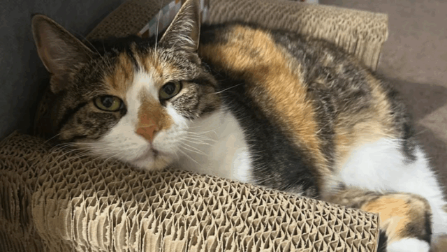 Kansas Cat With a Disability Has One Simple Wish and It’s Adorable