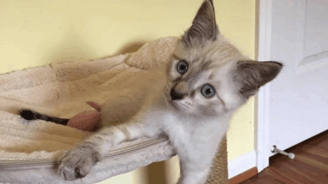 Kansas Kitten Found Scared on Lawn Gets a Fresh Start with a Loving Family