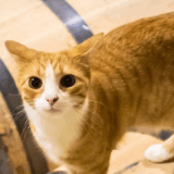Kentucky Distillery Gets Surprise Employees: Four Orange Kittens Take Over