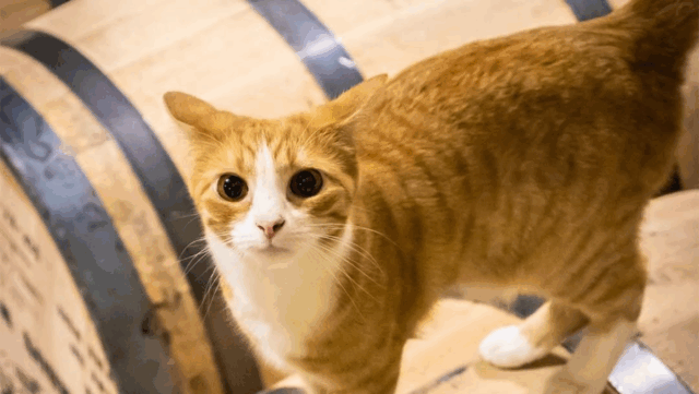 Kentucky Distillery Gets Surprise Employees: Four Orange Kittens Take Over
