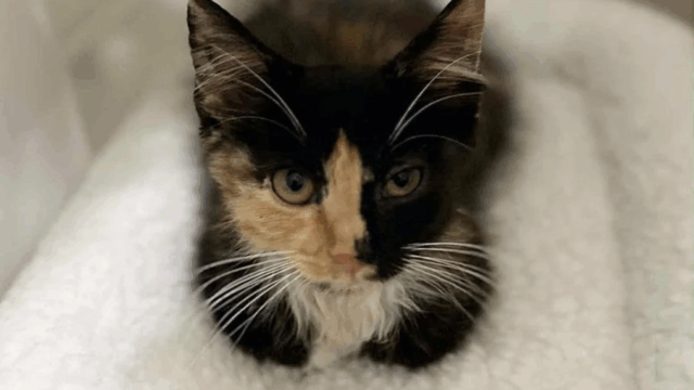 Kitten Emerges from Bushes in NC, Instantly Captures Woman’s Heart