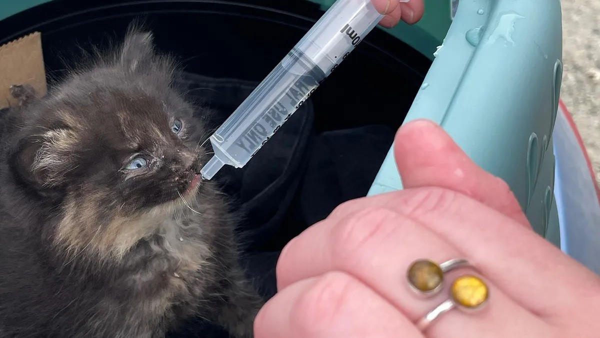 Kitten Rescued from Alaskan Railroad Proves She’s a Survivor