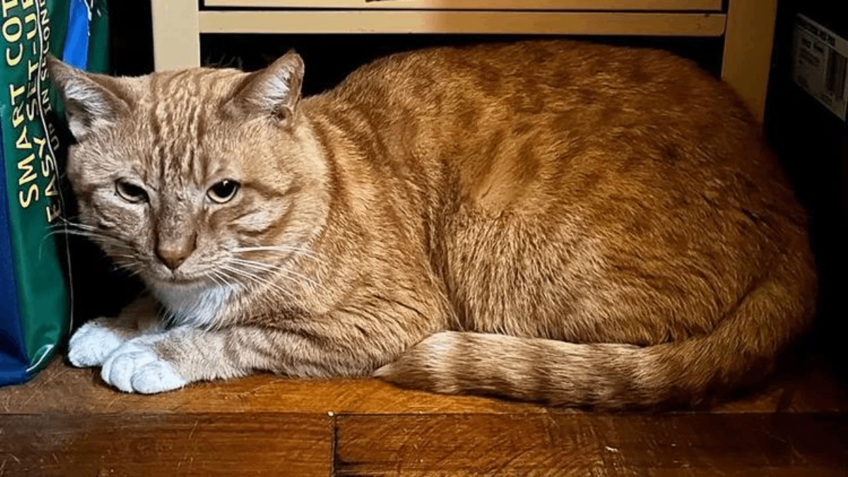 Kurt the Cat From New Jersey Overcomes 8 Months of Loss to Find a Loving Family