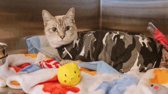 LA Cat Overcomes Tragedy to Live a Fairy Tale Life