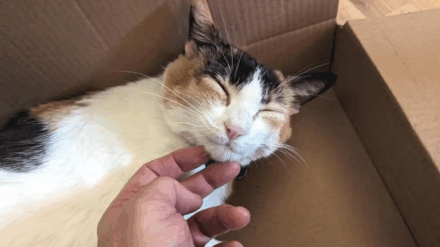 LA Shelter Welcomes Back Calico Cat Who Once Had a Loving Home