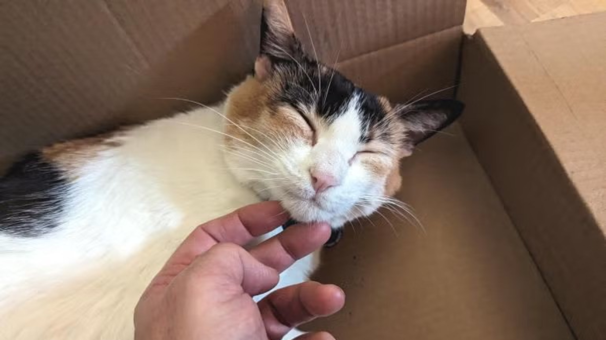 LA Shelter Welcomes Back Calico Cat Who Once Had a Loving Home