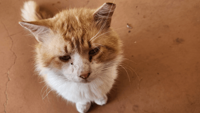 Lakeland Stray Pulls a Houdini: Escapes Shelter After Neuter and Walks 3 Miles Back Home