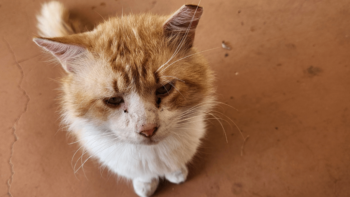 Lakeland Stray Pulls a Houdini: Escapes Shelter After Neuter and Walks 3 Miles Back Home