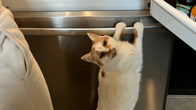 Left Behind in a New Jersey Shelter, One ‘Unadoptable’ Cat Finally Found Hope