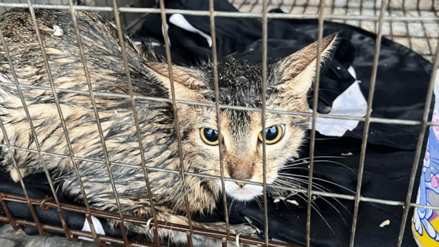 Left to Soak in the Storm, Over a Dozen Cats Rescued by Oklahoma Sanctuary