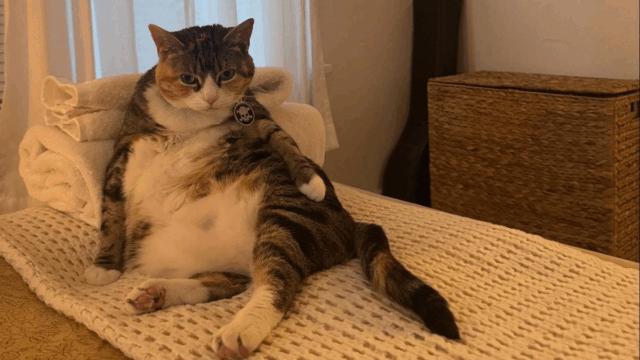 Los Angeles Woman Tries to Help Cat Shed Pounds—But the Feline Has Other Plans