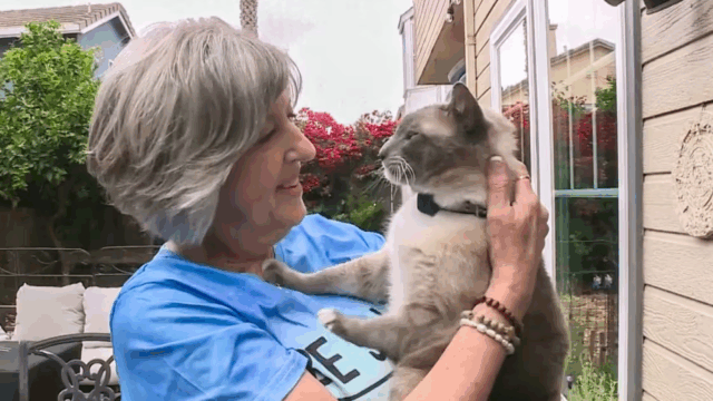 Lost in Yellowstone, Cat Reunites with California Family After Two Months