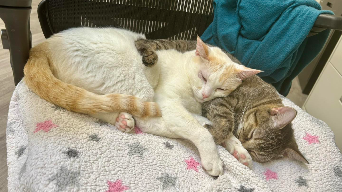 Maryland Cat Survives Critical Surgery and Discovers an Incredible Hidden Talent