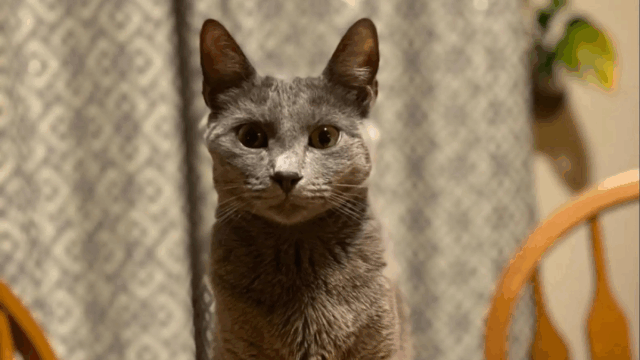 Maryland Woman’s Heart Soars After Life-Changing Call About Her Lost Cat