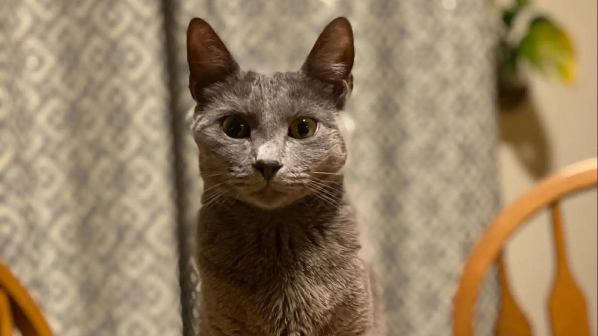 Maryland Woman’s Heart Soars After Life-Changing Call About Her Lost Cat