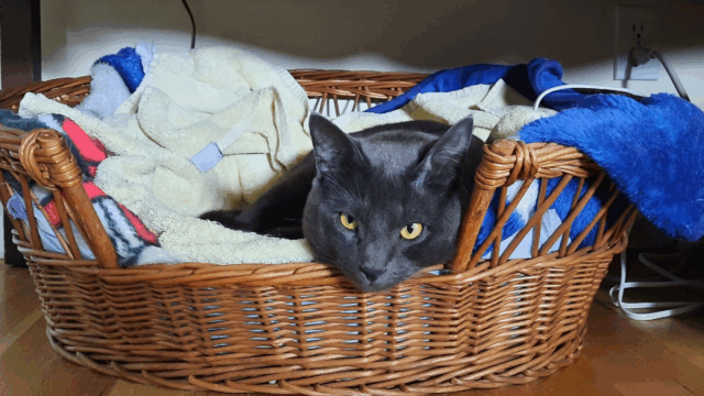 Massachusetts Cat Rescued From Abuse Finally Finds Justice and Love