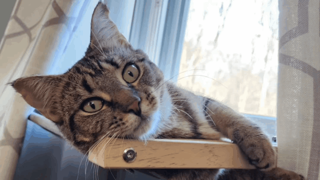 Massachusetts Feral Kitten Suffers Burns After Falling Asleep in Brush Pile