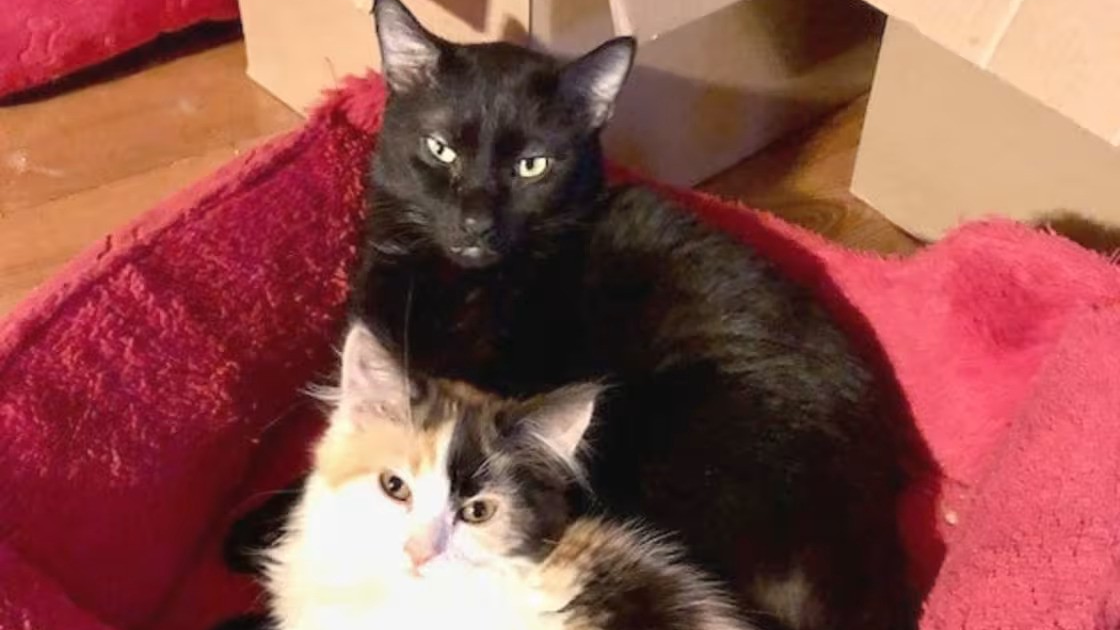 Meet Elvis: The Wobbly Kentucky Cat Who Rules the Foster Room