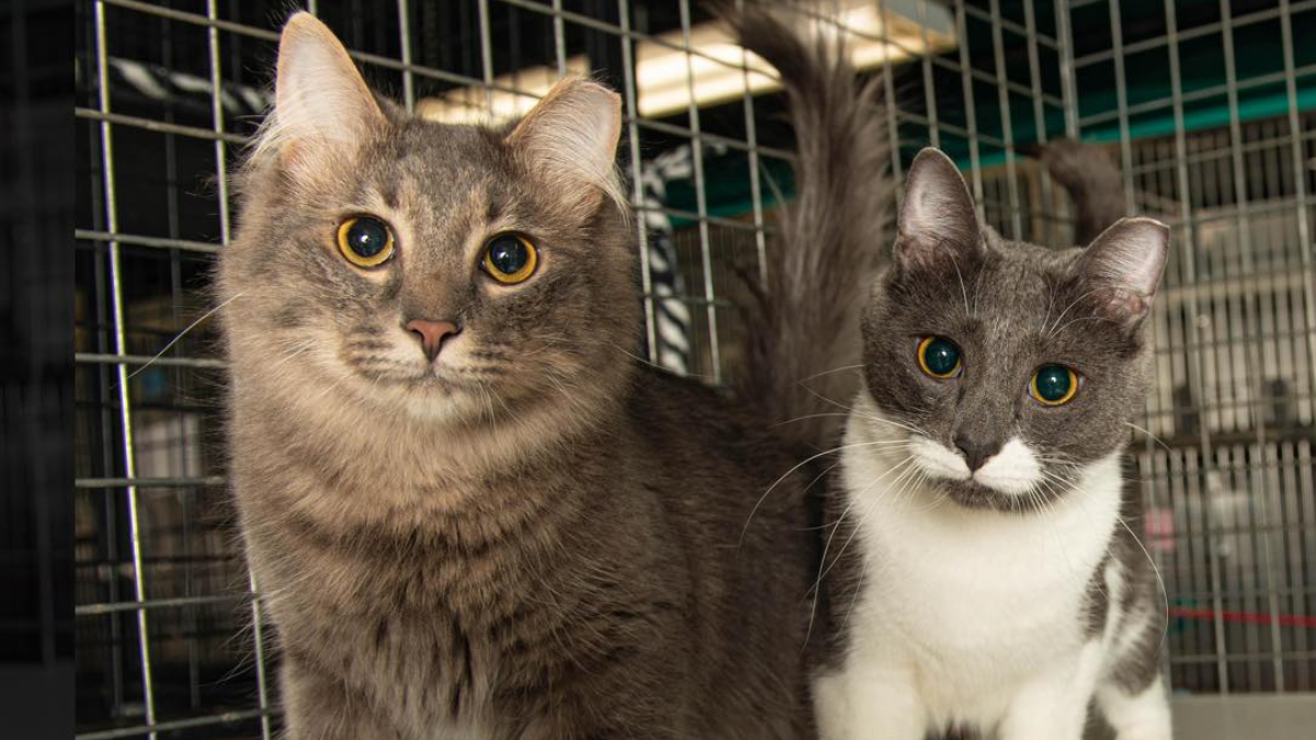 Michigan Brother Cats Left in Taped Box Now Hopeful for Forever Home