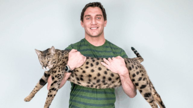 Michigan’s Fenrir the Savannah Crowned World’s Tallest Living Domestic Cat