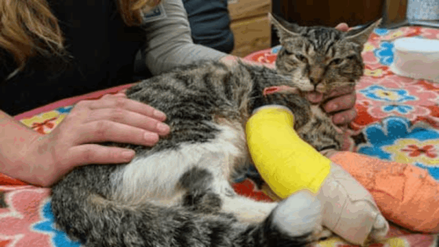 Minneapolis Cat Survives 12-Story Fall After Being Thrown from Apartment Balcony