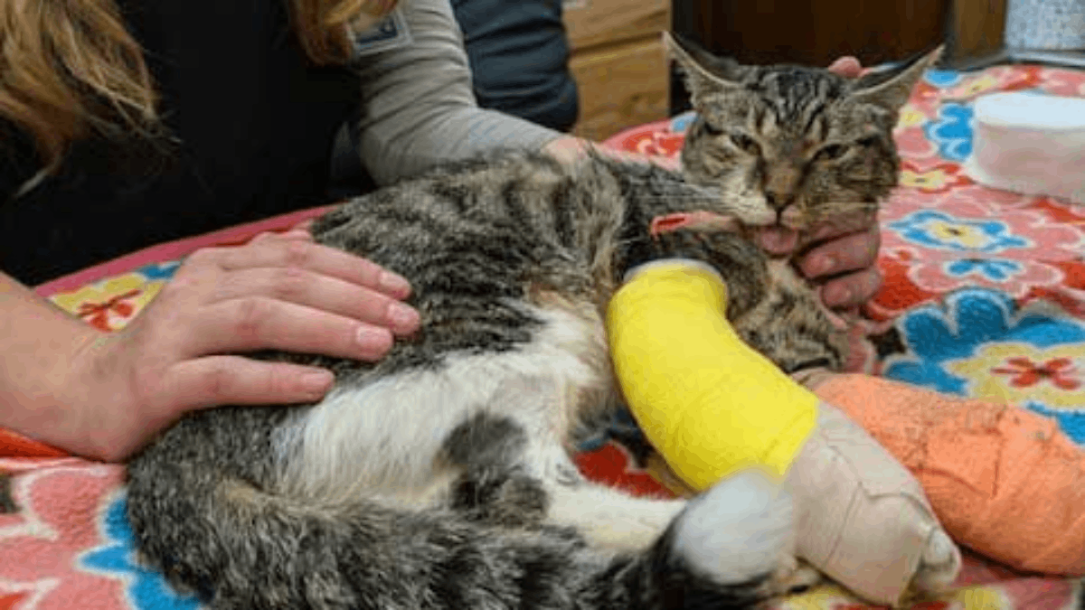 Minneapolis Cat Survives 12-Story Fall After Being Thrown from Apartment Balcony