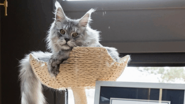 Minnesota Cat Mr. Pugsley Addams Shows Off His 1.5-Foot Tail — and Steals Hearts